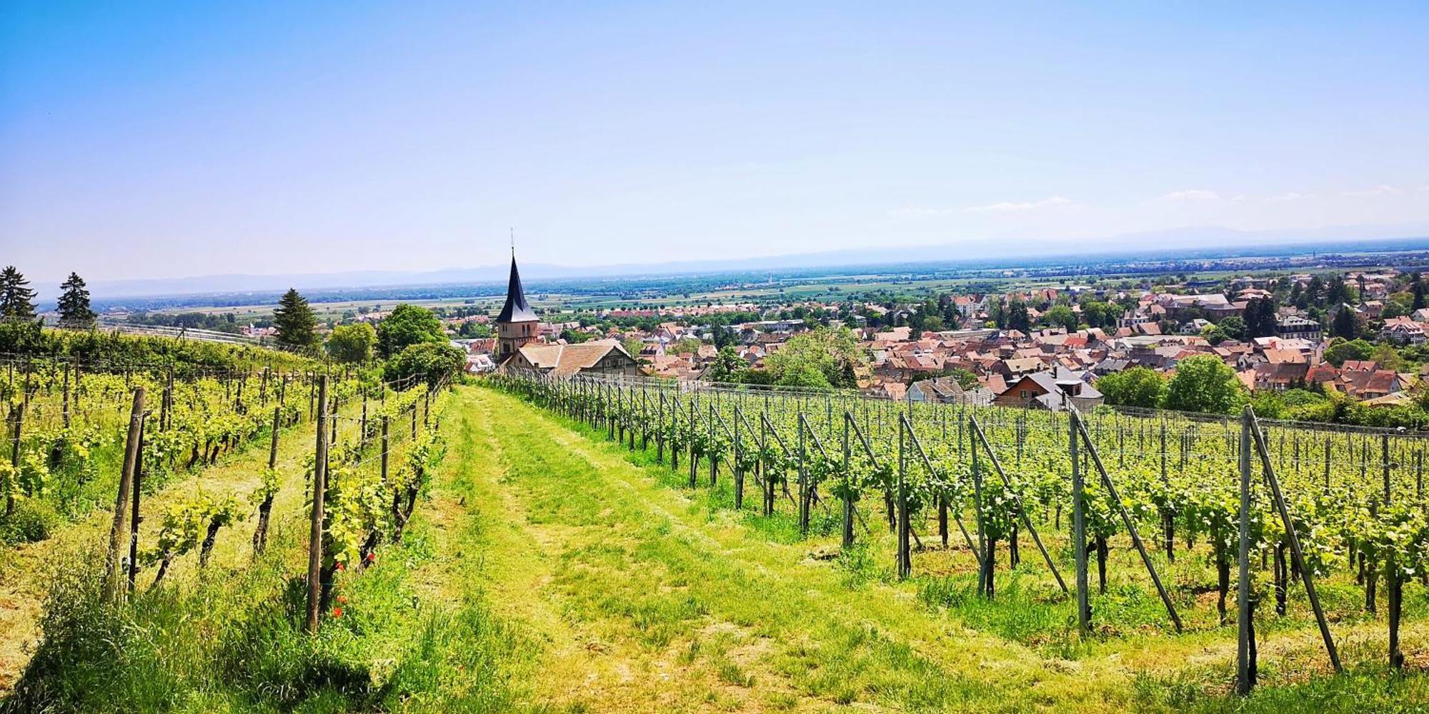 Splendide - Route Du Vins Apartment