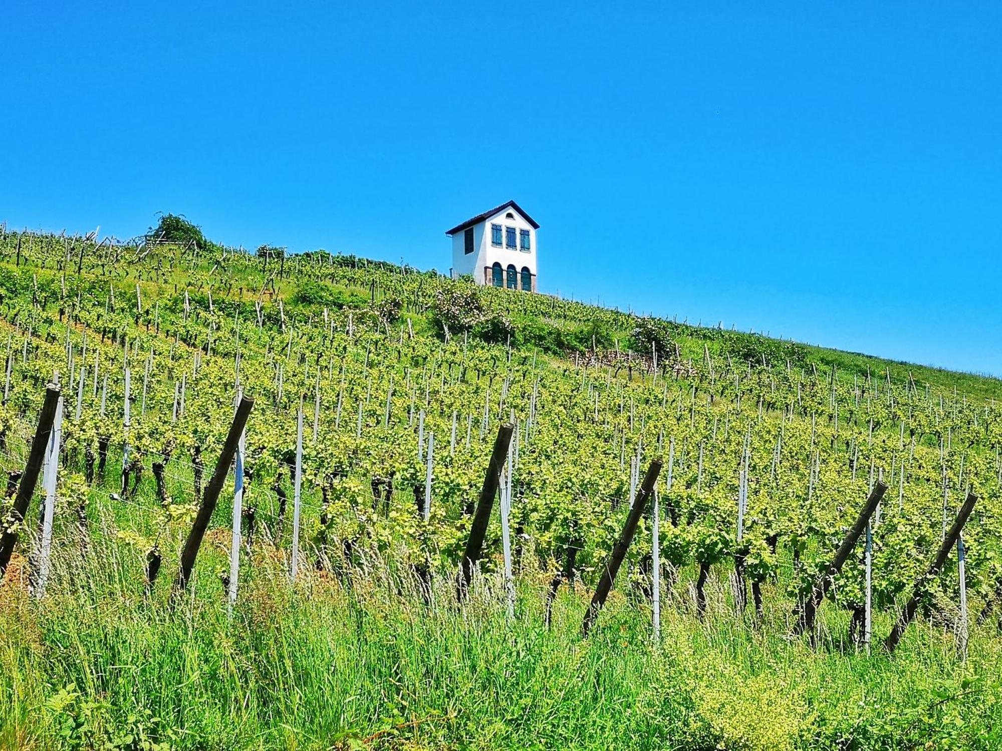 Apartment Splendide - Route Du Vins